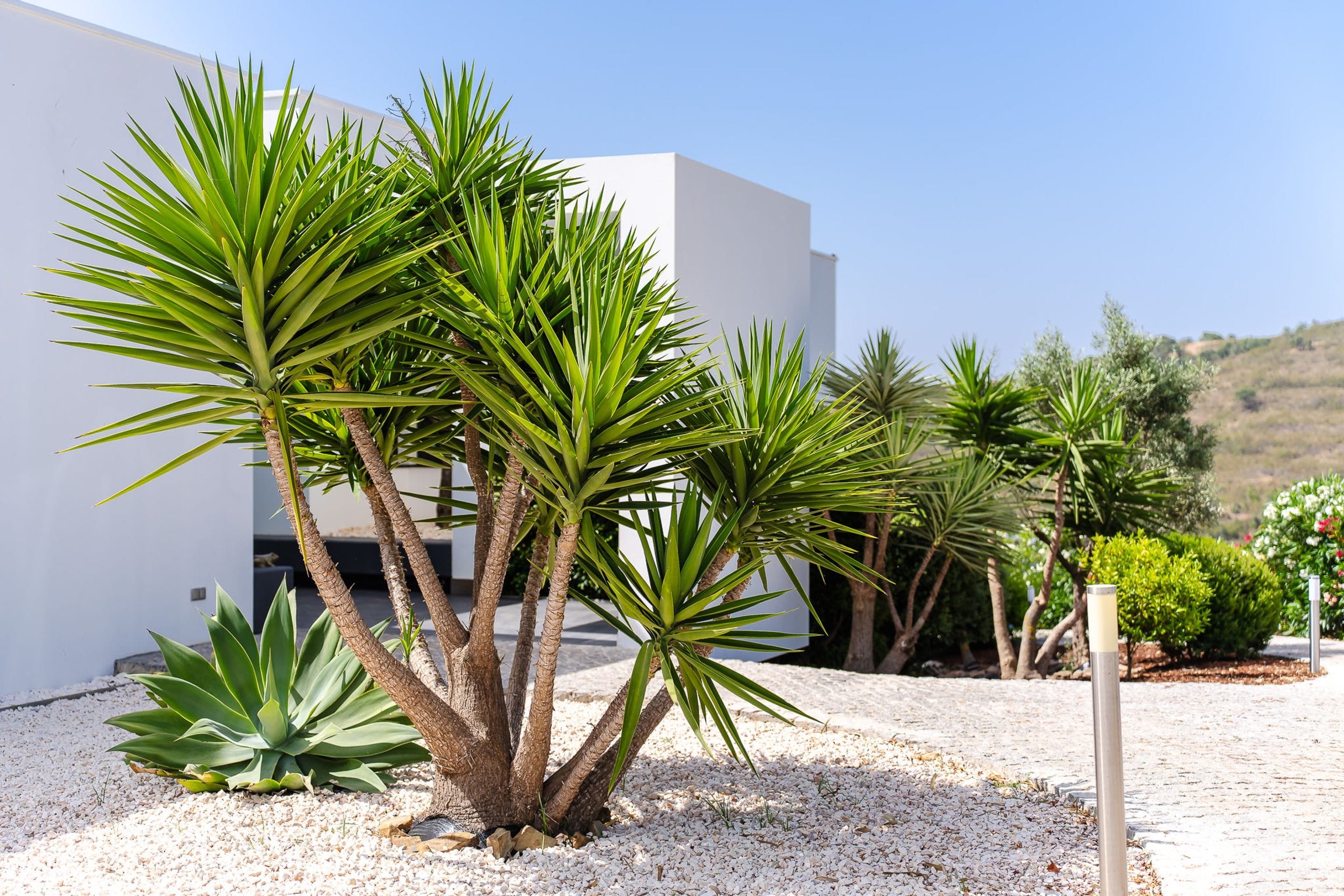 Sculptural dragon trees and agave in a white gravel garden beside the house
