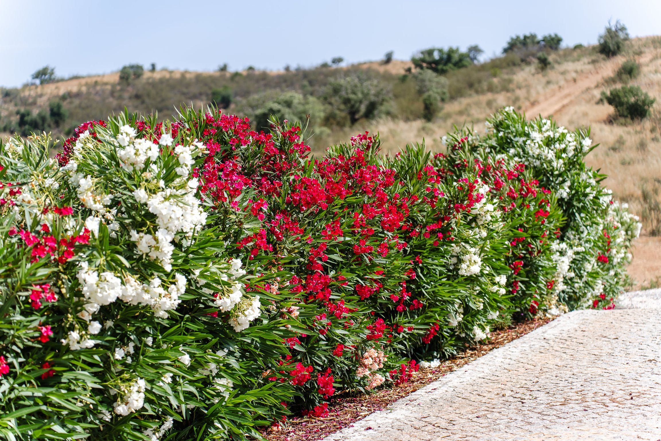 Red and white oleander in full flower against dry hillside